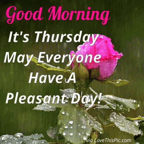 Pink Rose in Rain With Good Morning