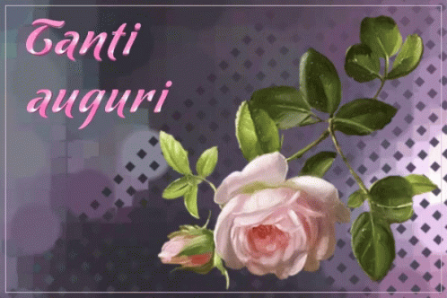 Pink Rose Purple Background Canti Auguri GIF