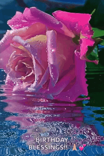 Pink Rose Reflected in Water