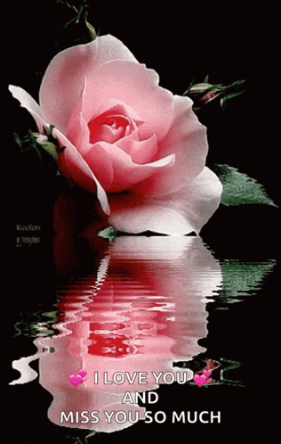 Pink Rose Reflected In Water Saying I Love You And Miss You So Much GIF