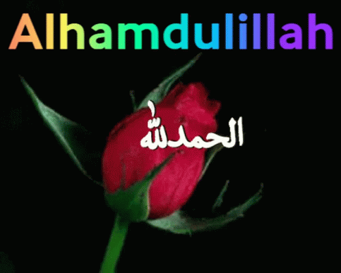 Pink Rose with Arabic Writing Alhamdulillah