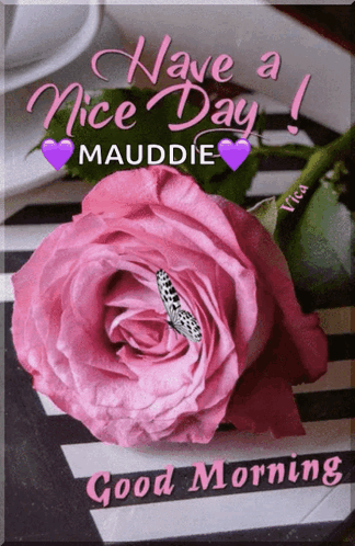 Pink Rose With Butterfly and Have a Nice Day