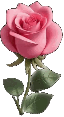 Pink Rose With Green Leaves