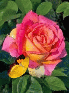 Pink Rose With Yellow Butterfly GIF