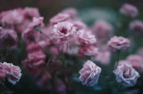 Pink Roses GIF