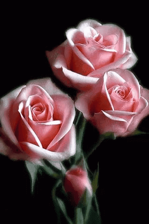 Pink Roses Flower Blooming Loop GIF