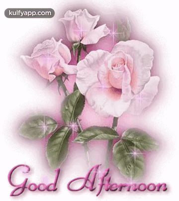 Pink Roses Good Afternoon