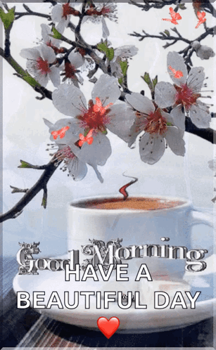 Pink Roses Have a Beautiful Day