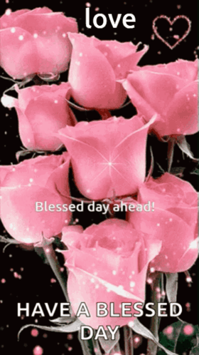 Pink Roses Have a Blessed Day
