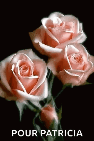 Pink Roses Pour Patricia