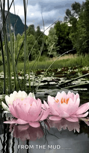 Pink Water Lilies Floating In Pond GIF
