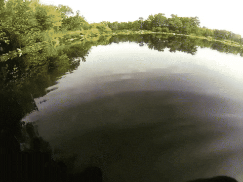 Piranhas Fish Meme GIF