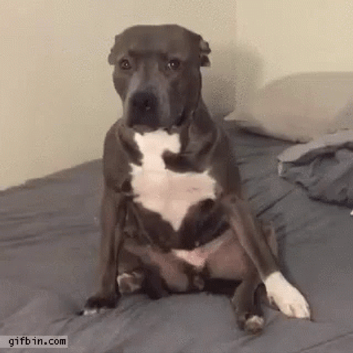 Pitbull GIF