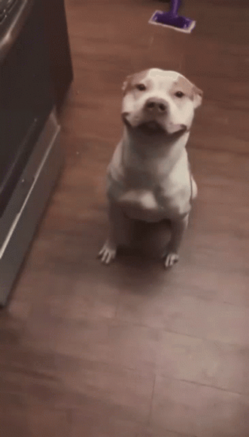 Pitbull Close Up GIF