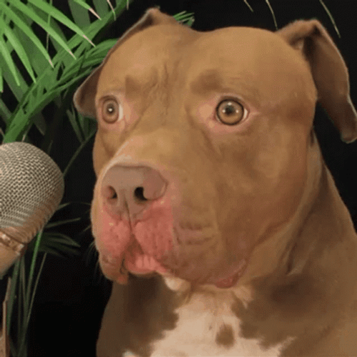 Pitbull Confused GIF
