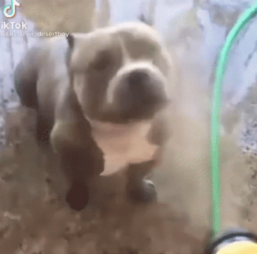Pitbull Enjoy Shower GIF