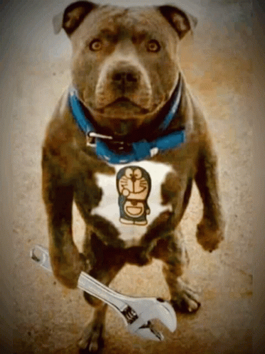 Pitbull Holding Wrench GIF