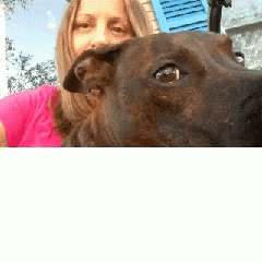 Pitbull Lovers GIF