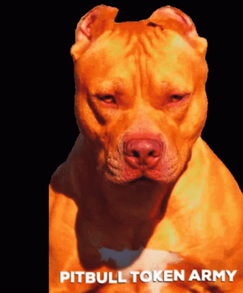 Pitbull Neo Light Color GIF