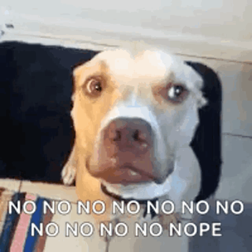 Pitbull Nope Meme GIF