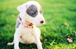 Pitbull Puppy Confused GIF