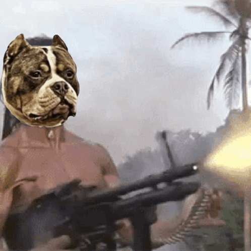 Pitbull Rambo Machine Gun GIF
