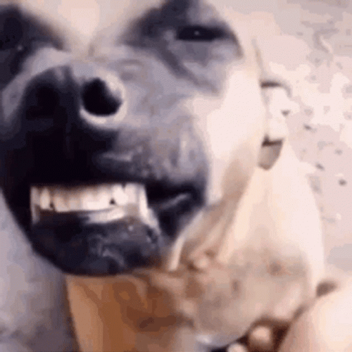 Pitbull Showing Big Teeth GIF