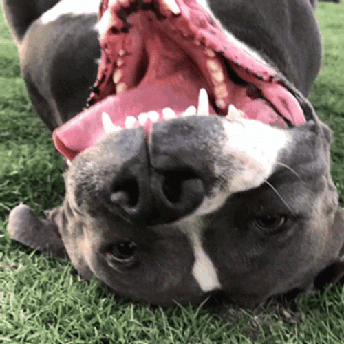 Pitbull Showing His Tongue GIF