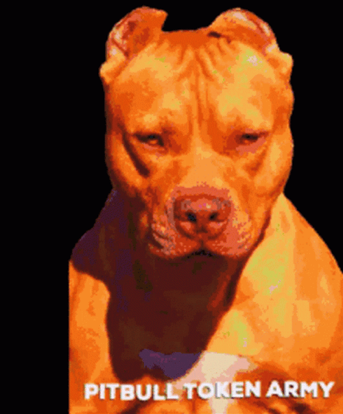 Pitbull Token Army GIF