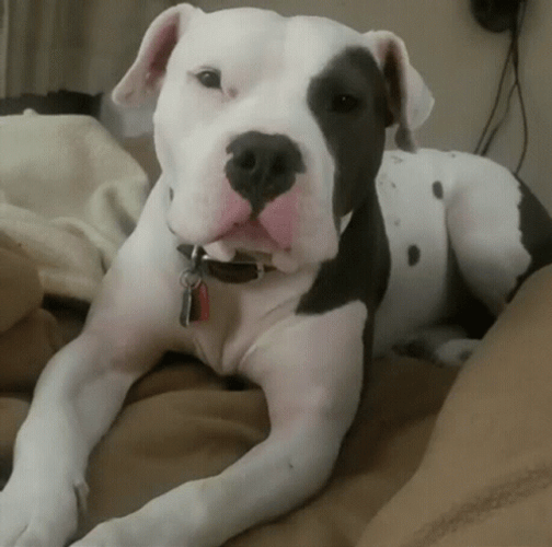 Pitbull Tongue Out GIF