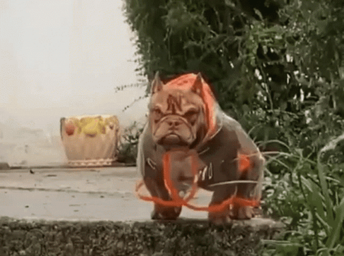 Pitbull Waiting Someone GIF