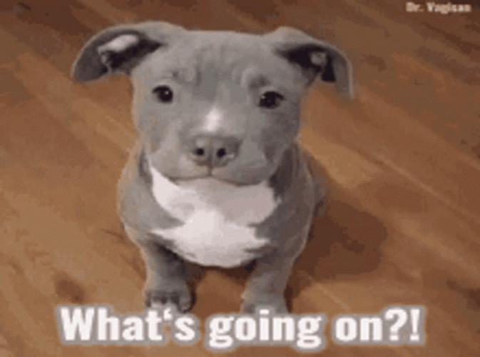 Pitbull Whats Going On GIF