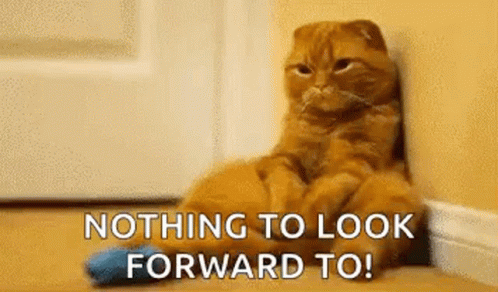 Pitiful Cat Nothing To Look Forward To GIF