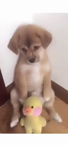 Pitiful Dog With Stuffed Toy GIF