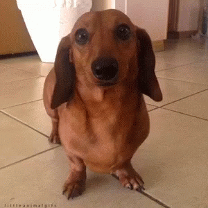 Pity Stare Wiener Dog GIF