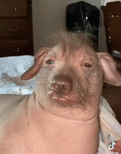 Pity Ugly Dog Face GIF