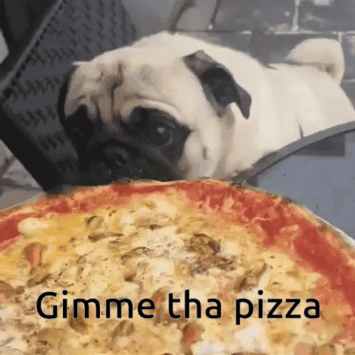 Pizza Time Gimme That Pizza Pug Dog GIF