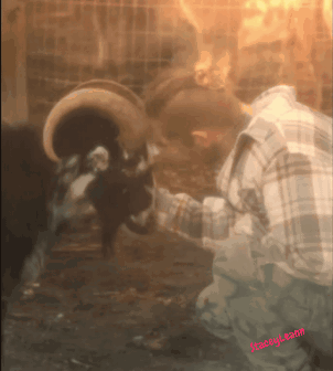 Plaid Shirt Man Petting Ram's Head Stacey Team