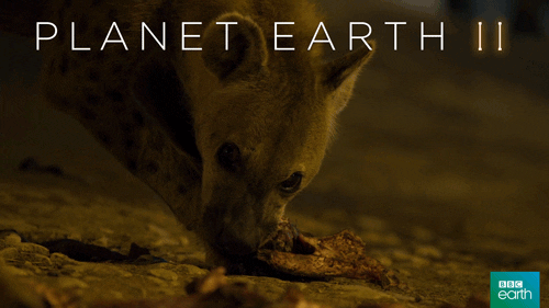 Planet Earth Hyena Eating GIF
