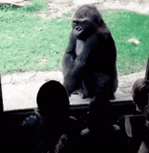Planet Of The Apes GIF