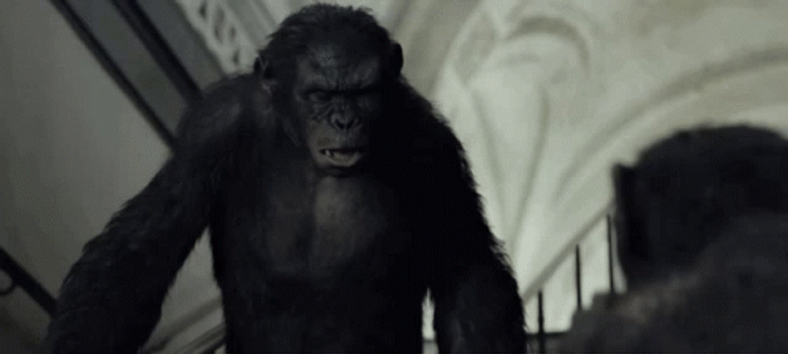 Planet Of The Apes GIF