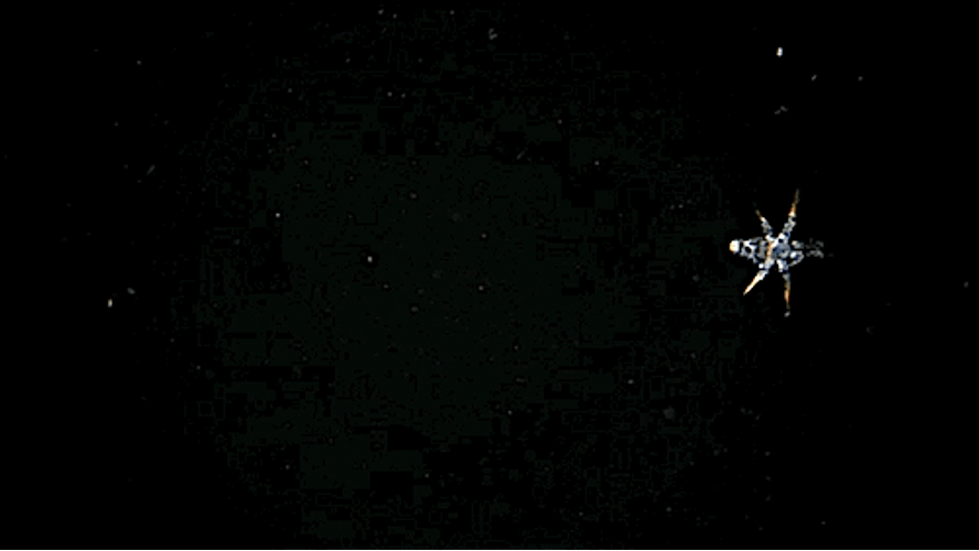 Plankton GIF