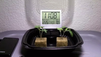 Plant Cool Time Lapse Evolution GIF