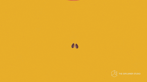 Plant Growing Animation GIF