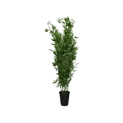 Plant in Black Pot