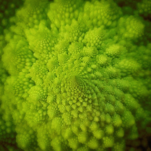 Plant Pattern Fractal GIF
