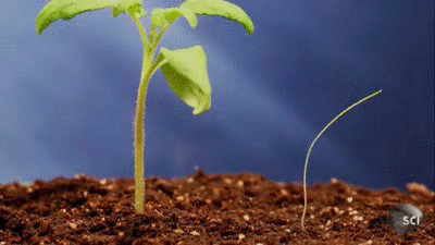 Plant Photosynthesis Grow GIF