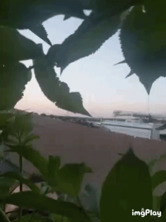 Plant With Imgplay GIF