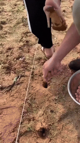 Planting Farming Seeds GIF