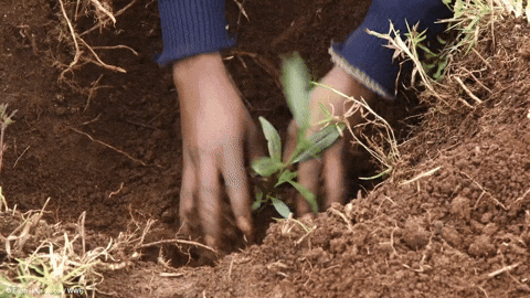 Planting Plant Crop GIF